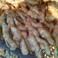 大姜 生姜 老姜 濰坊安丘昌邑